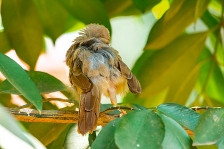 Yellow billed babbler at Kerala, South Indiaの写真素材
