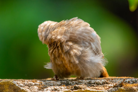 Yellow billed babbler at Kerala, South India