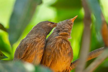 Yellow billed babbler at Kerala, South India