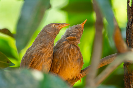 Yellow billed babbler at Kerala, South India