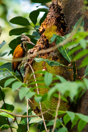 Greater flameback Woodpecker at Kerala, South Indiaの写真素材