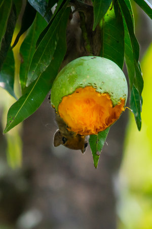 Squirrel eating mango on mango tree at kerala, South Indiaの写真素材