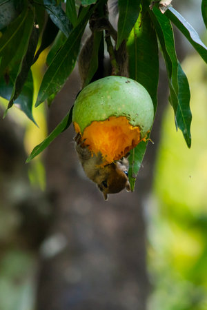 Squirrel eating mango on mango tree at kerala, South Indiaの写真素材