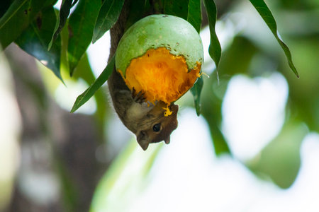 Squirrel eating mango on mango tree at kerala, South Indiaの写真素材
