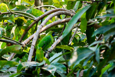 Golden-fronted leafbird at Kerala, South India
