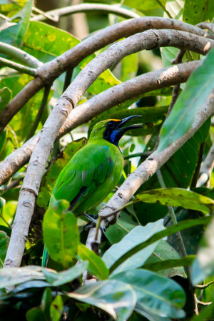 Golden-fronted leafbird at Kerala, South Indiaの写真素材