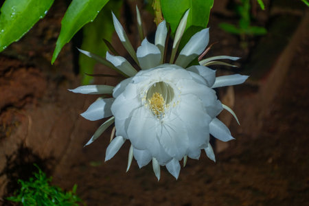 Queen of the Night flower at Kerala, South Indiaの写真素材