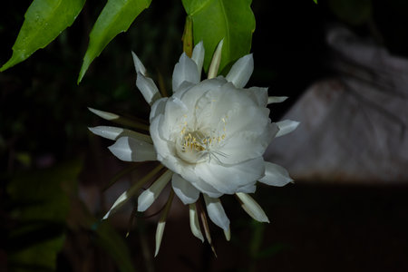 Queen of the Night flower at Kerala, South Indiaの写真素材