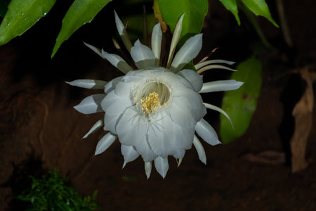 Queen of the Night flower at Kerala, South Indiaの写真素材