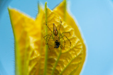 Lynx spider on winter melon flower, Kerala, South India