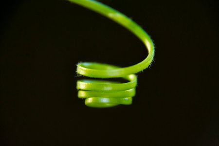 Detail of Creeping plant green tendril structureの写真素材
