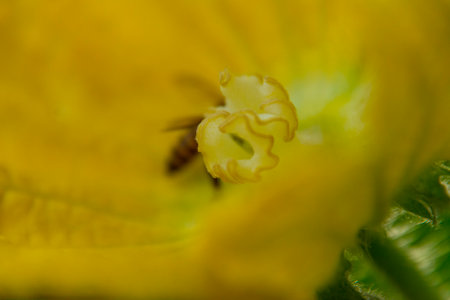 wax gourd flower
