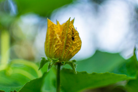 Lynx spider on winter melon flower, Kerala, South Indiaの写真素材