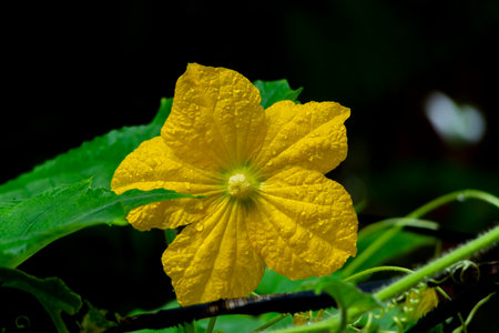 wax gourd flower at Kerala, South Indiaの写真素材