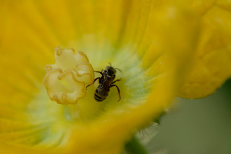 Honeybee on wax gourd flower at Kerala, South Indiaの写真素材