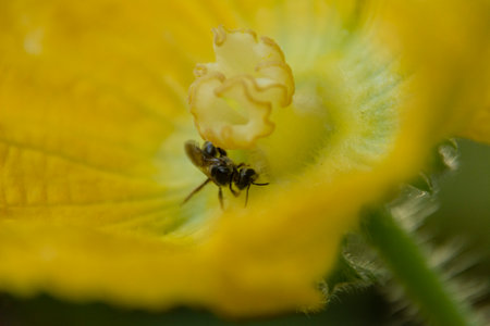 Honeybee on wax gourd flower at Kerala, South Indiaの写真素材