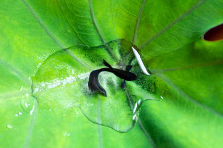 freshwater aquarium fish