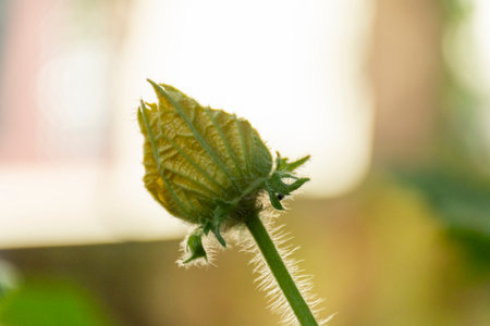 wax gourd flower at Kerala, South Indiaの写真素材