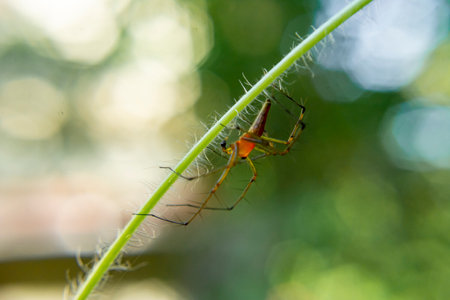 Lynx spider