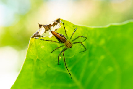 Lynx spiderの写真素材