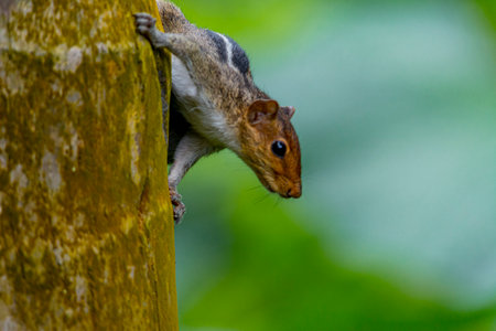 Beautiful squirrel photo from Kerala, South Indiaの写真素材