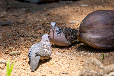 Spotted dove from Kerala, South Indiaの写真素材