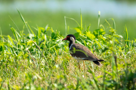 Red-wattled Lapwing at Kole wetland Thrissur, kerala, South India