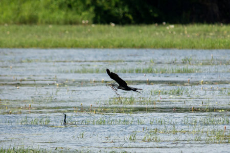 Great Cormorant in wet land, Trissur, Kerala, South Indiaの写真素材