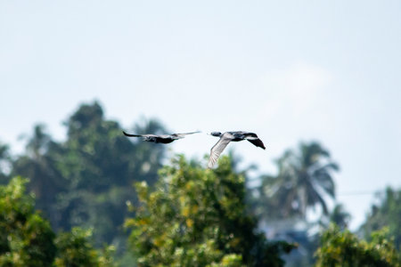 Great Cormorant in flight, Trissur, Kerala, South Indiaの写真素材