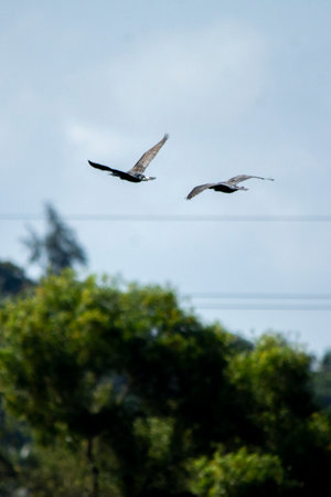Great Cormorant in wet land, Trissur, Kerala, South Indiaの写真素材