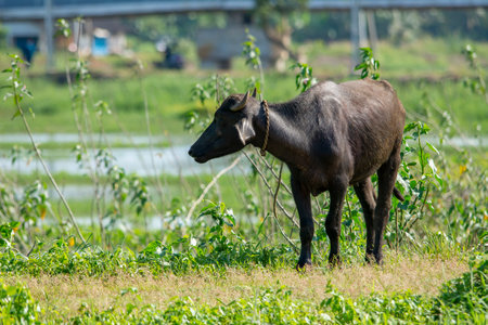Water buffalo at Trissur, Kerala, South India