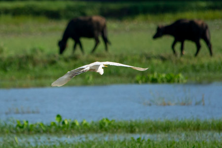 Great egret in wet land, Trissur, Kerala, South Indiaの写真素材
