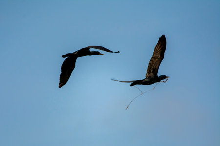 Great Cormorant in wet land, Trissur, Kerala, South Indiaの写真素材
