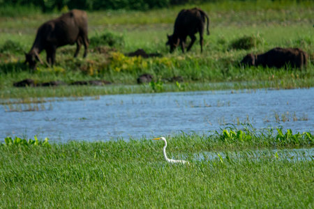 Great egret in wet land, Trissur, Kerala, South Indiaの写真素材