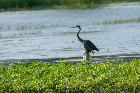 Purple heron in wet land, Trissur, Kerala, South Indiaの写真素材