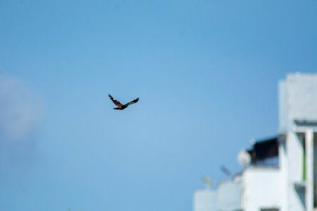 Eagle at Kole wetland Thrissur, kerala, South Indiaの写真素材