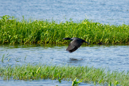 Great Cormorant in wet land, Trissur, Kerala, South India