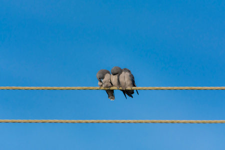 Ashy woodswallow in wet land, Kerala, South Indiaの写真素材