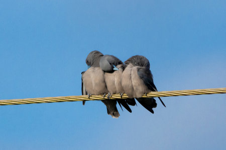 Ashy woodswallow in wet land, Kerala, South India