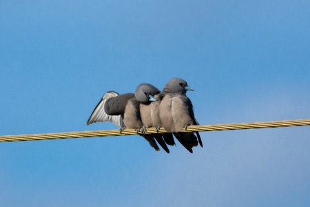 Ashy woodswallow in wet land, Kerala, South Indiaの写真素材
