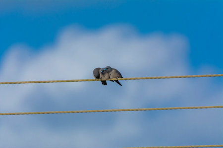 Ashy woodswallow in wet land, Kerala, South Indiaの写真素材
