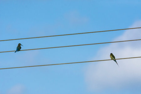 Blue-tailed bee-eater in a natural settingの写真素材