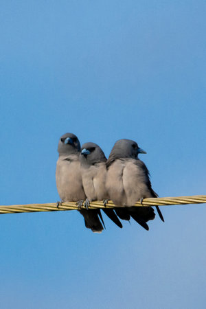 Ashy woodswallow in wet land, Trissur, Kerala, South Indiaの写真素材