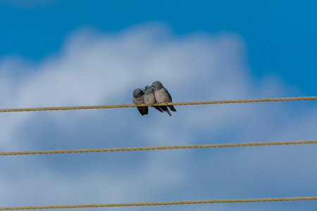 Ashy woodswallow in wet land, Trissur, Kerala, South Indiaの写真素材