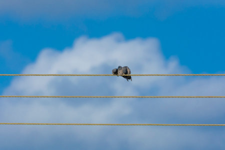 Ashy woodswallow in wet land, Kerala, South Indiaの写真素材