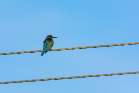 Blue-tailed bee-eater in wet land, Trissur, Kerala, South India