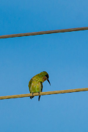 Blue-tailed bee-eater in wet land, South Indiaの写真素材