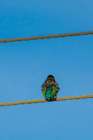 Blue-tailed bee-eater in wet land, Trissur, Kerala, South Indiaの写真素材