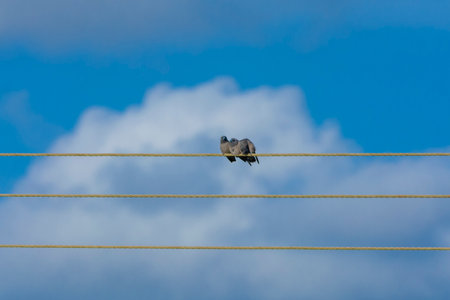 Ashy woodswallow in wet land, South Indiaの写真素材