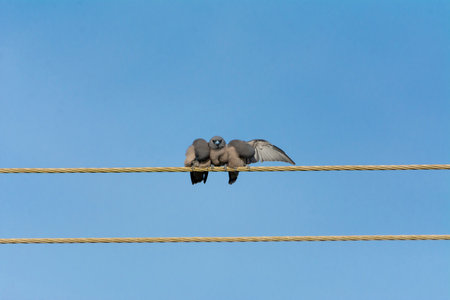 Ashy woodswallow in wet land, Trissur, Kerala, South Indiaの写真素材